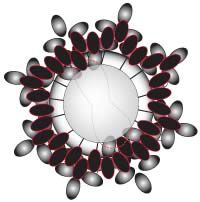 Beads on top of seed bead ring